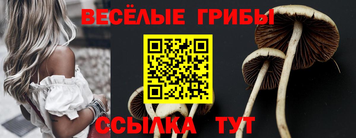 Псилоцибиновые грибы Psilocybine cubensis Торжок